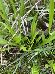 Limnosciadium pumilum