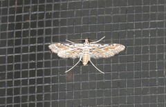 Parapoynx dentizonalis