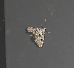 Parapoynx polydectalis