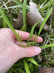 Limnosciadium pumilum