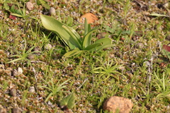 Fritillaria biflora