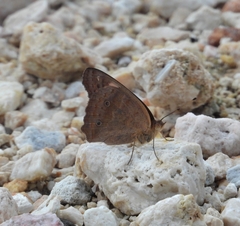 Junonia neildi