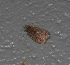 Peritornenta