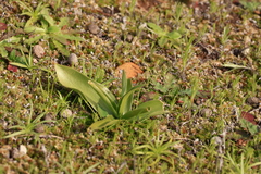 Fritillaria biflora