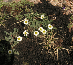 Callianthemum alatavicum