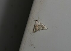 Sericophylla nivalis