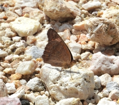 Junonia neildi