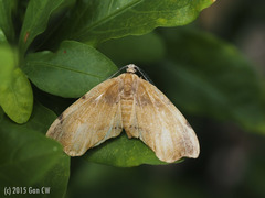 Hypochrosini