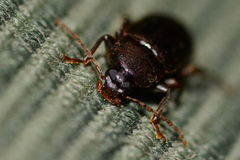 Hymenorus