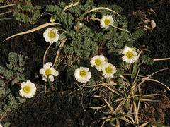 Callianthemum alatavicum