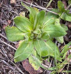 Plagiobothrys nothofulvus