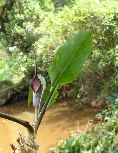 Lagenandra