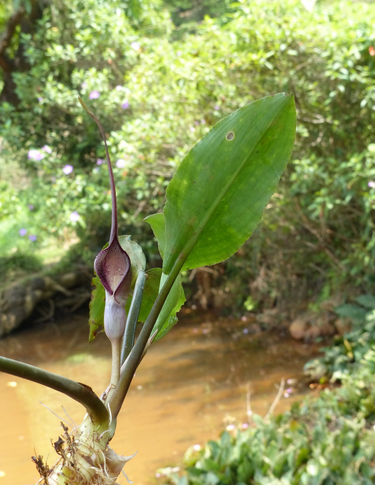 Lagenandra