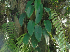 Rhaphidophora