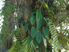 Rhaphidophora