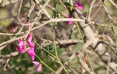 Lathyrus vestitus alefeldii