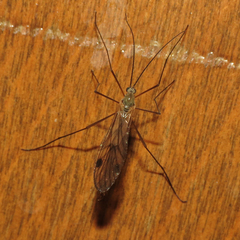 Cramptonomyia spenceri