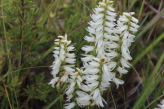 Spiranthes magnicamporum