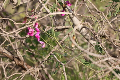 Lathyrus vestitus alefeldii