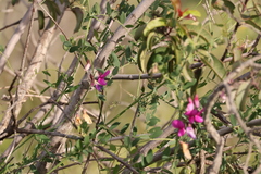 Lathyrus vestitus alefeldii