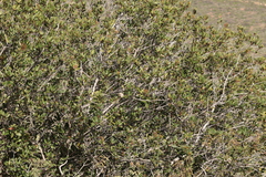 Heteromeles arbutifolia