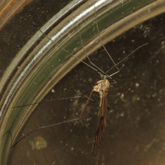 Cramptonomyia spenceri