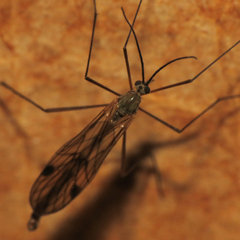 Cramptonomyia spenceri