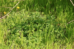 Oxalis californica