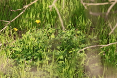 Oxalis californica