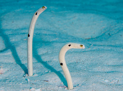 Heteroconger hassi