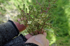 Galium nuttallii