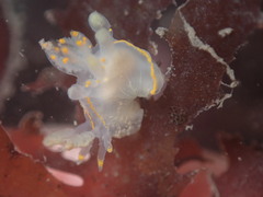 Ancula gibbosa
