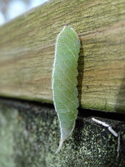 Macrurocampa marthesia