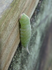 Macrurocampa marthesia