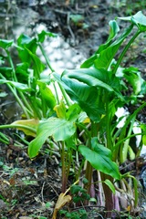Zantedeschia aethiopica