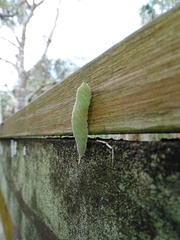 Macrurocampa marthesia