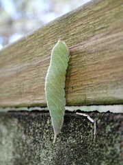 Macrurocampa marthesia