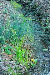 Juncus patens