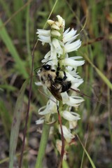 Spiranthes magnicamporum