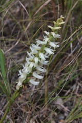 Spiranthes magnicamporum