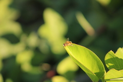 Palpada vinetorum