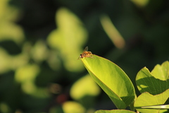 Palpada vinetorum