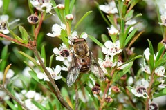 Copidapha