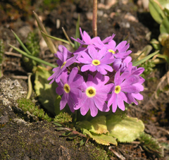 Primula algida