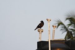 Acridotheres tristis