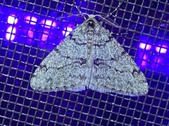 Phigalia strigataria