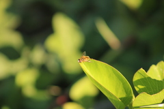 Palpada vinetorum