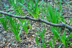 Chlorogalum pomeridianum
