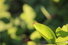 Palpada vinetorum