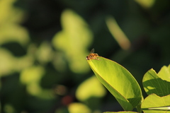Palpada vinetorum